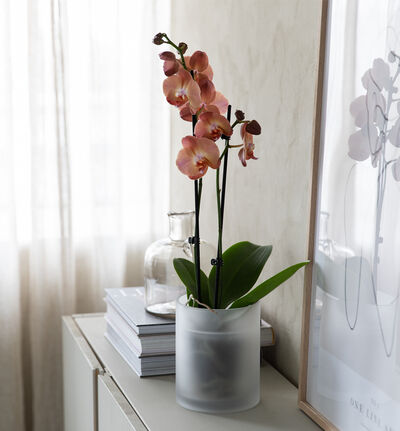 Gyllen to-grenet orkidé i glasspotte